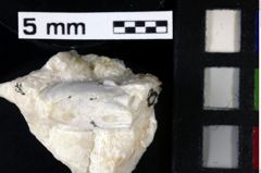 Foto (Detailansicht) von Decapoda indet. (lobster) (NHMW-GEO-1990-0041-0008a)